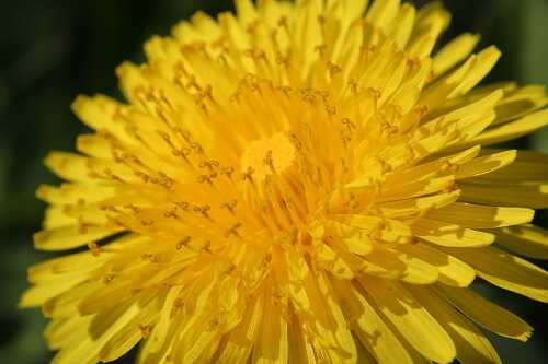 Dandelion