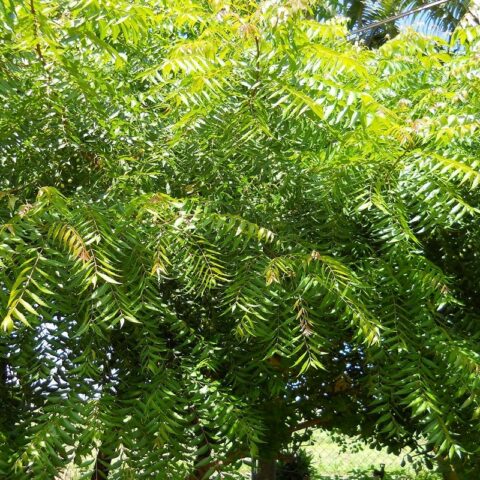 Use of the Neem Tree in Ayurvedic Medicine