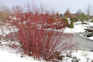 Red Willow Practical, Spiritual, and Healing Beauty