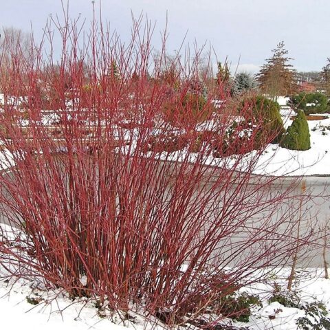 Red Willow Practical, Spiritual, and Healing Beauty