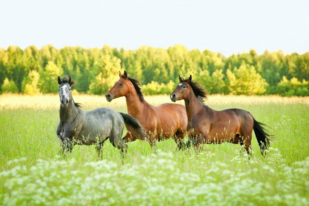 25 Fun Facts About Horses