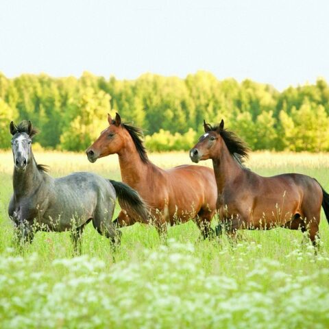 25 Fun Facts About Horses