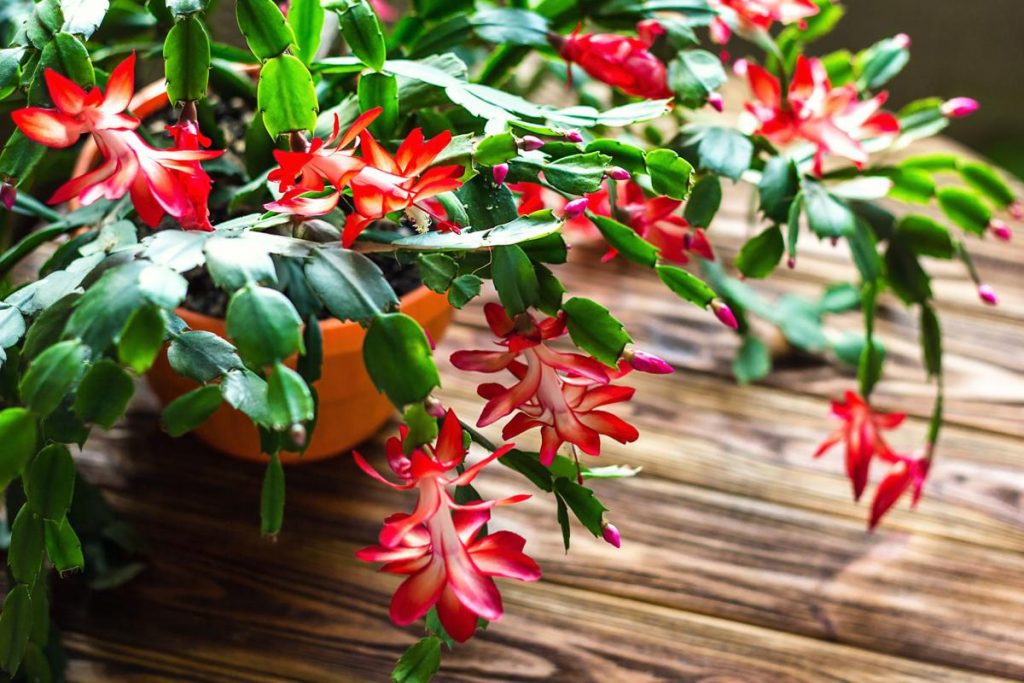 4 Reasons to Give the Gift of a Christmas Cactus This Holiday Season