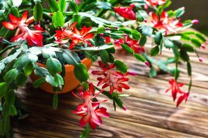 4 Reasons to Give the Gift of a Christmas Cactus This Holiday Season