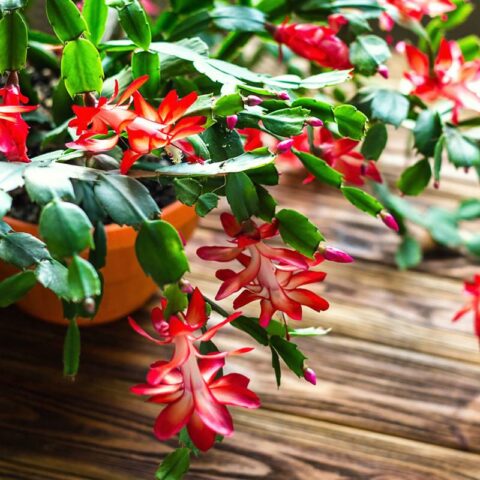 4 Reasons to Give the Gift of a Christmas Cactus This Holiday Season