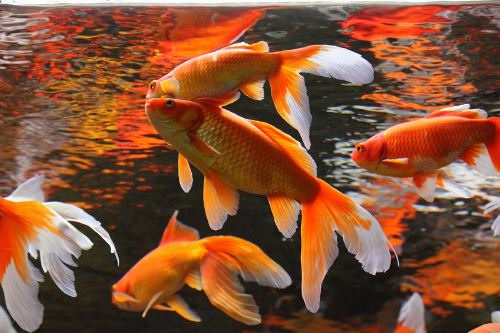 Gold fishes