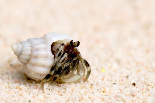 Hermit crabs