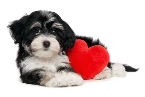 Millions of people buy Valentine cards for their pets