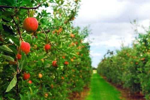 Visit a fruit farm