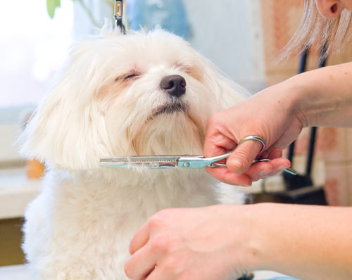 Groom your pet