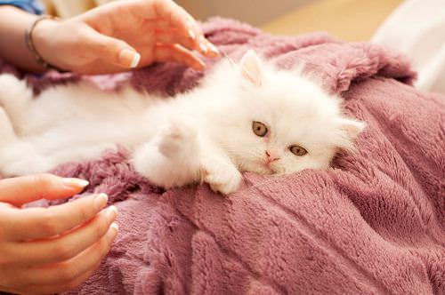 Pamper your beloved pet