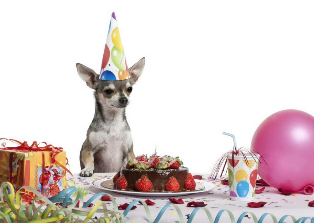 8 Surprises for Your Pet’s Birthday