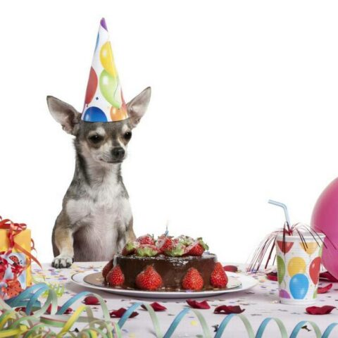 8 Surprises for Your Pet’s Birthday