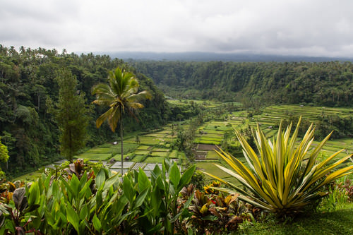 Bali