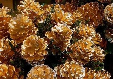 Pinecone wedding bouquet