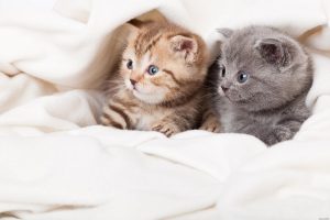 Top 8 Common Pet-Owner Mistakes