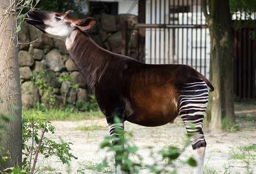 Copenhagen Zoo