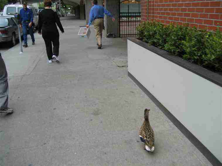 duck or a peacock waddling down the street