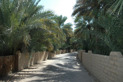 Al-Hasa Oasis, Saudi Arabia