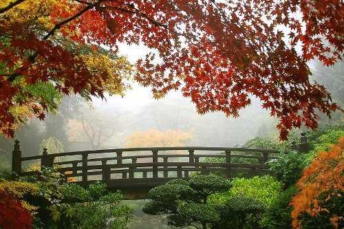 Changing color of the leaves