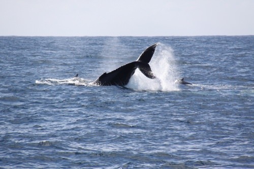 Hermanus South Africa