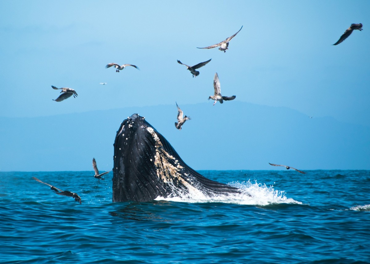 Hervey Bay, Australia