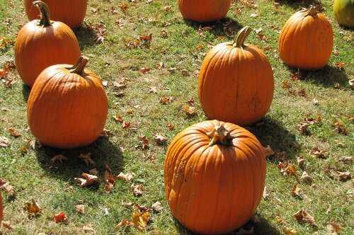 Picking pumpkins