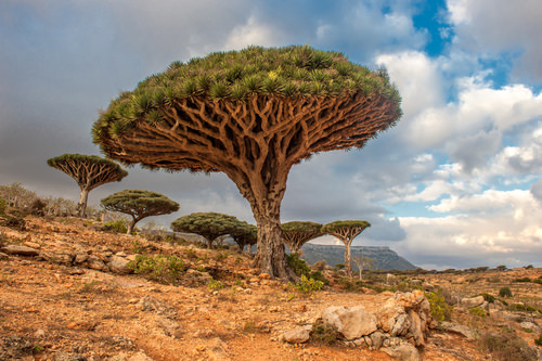 Socotra Island, Yemen