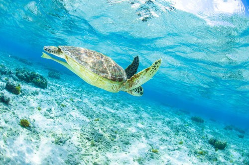 The Great Barrier Reef