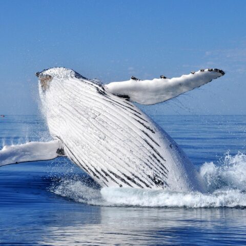 17 Best Places for Whale Watching