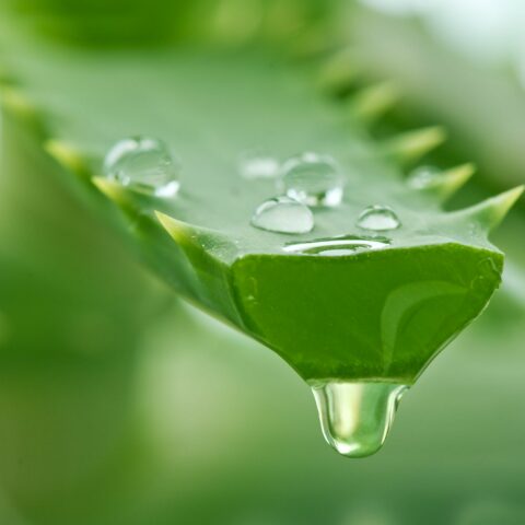 7 Great Uses for Aloe Vera You Should Know about