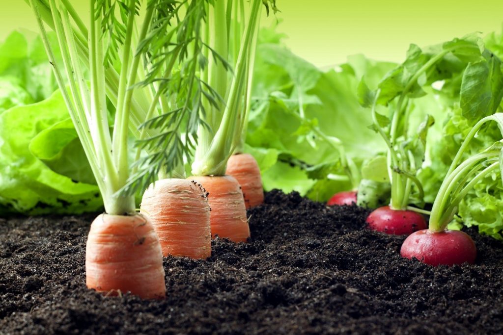 5 Tips for Making Money Growing Vegetables