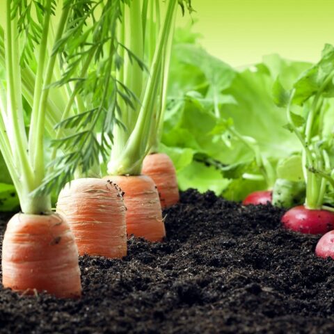 5 Tips for Making Money Growing Vegetables