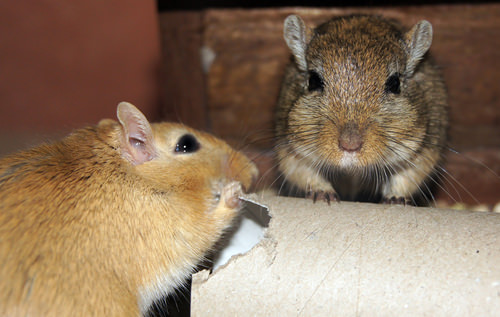 Gerbils