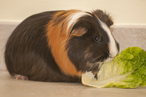 Guinea Pigs