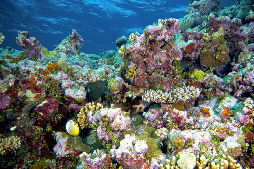 The Great Coral Reefs, Australia