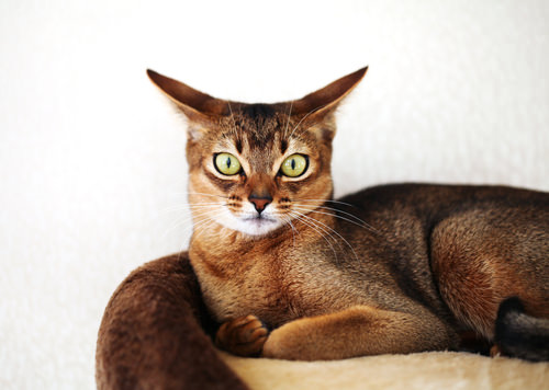 Abyssinian