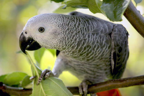 African grey parrot