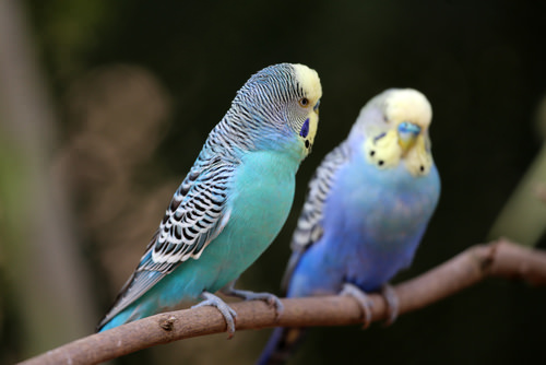 Budgies