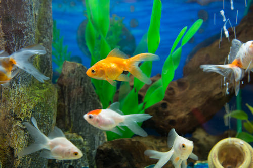 Caring for Your Goldfish