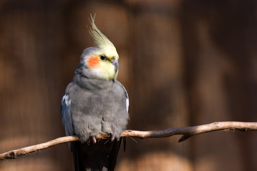 Cockatiel