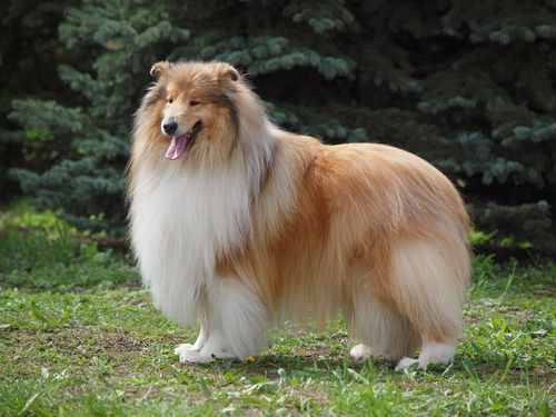 Collie