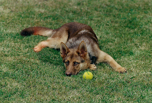 Dogs tend to eat grass to induce vomiting