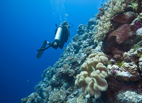 Enjoy Diving in the Great Barrier Reef