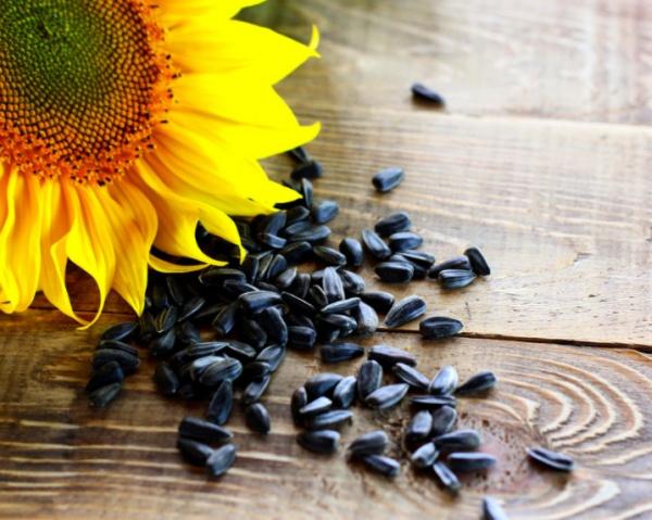 Foods That Help Fight Cellulite Sunflower Seeds