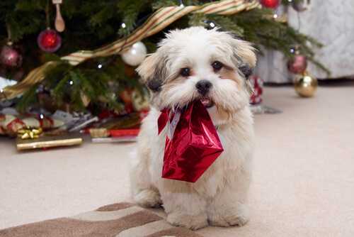 Gifts for pets