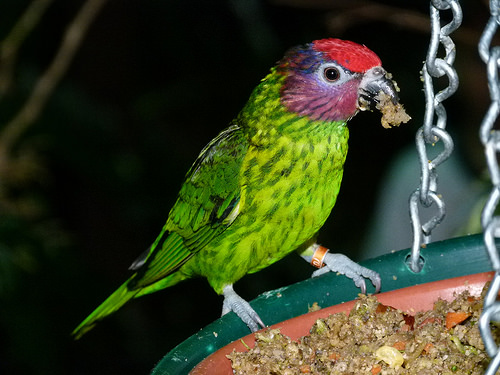 Goldie’s lorikeet