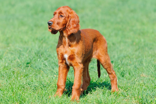 Irish setter