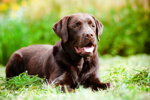 Labrador retriever