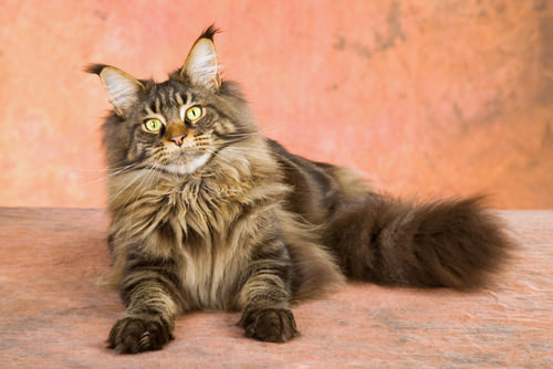 Maine Coon